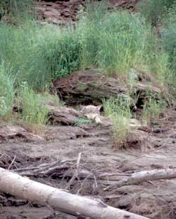 El descanso del perro en la naturaleza