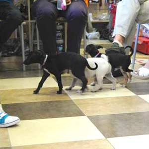 Puppy Parties, clases de socialización para cachorros