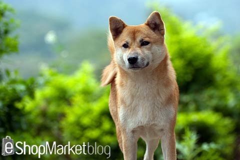 La raza de perros de la semana: el Akita Inu