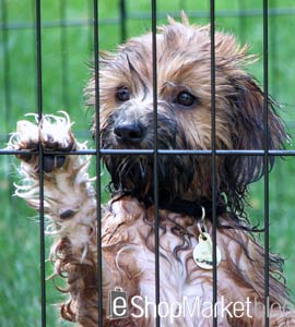 Perros en adopción, la alternativa más sensata a la compra