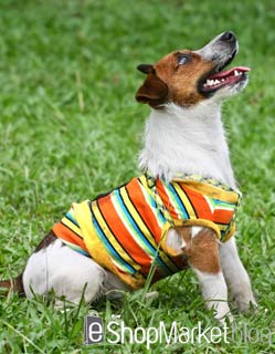 La raza de perros de la semana: Jack Russel Terrier