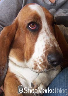 La raza de perros de la semana: el Basset Hound