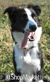 La raza de perros de la semana: el Border Collie