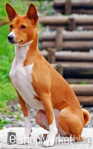 La raza de perros de la semana: el Basenji