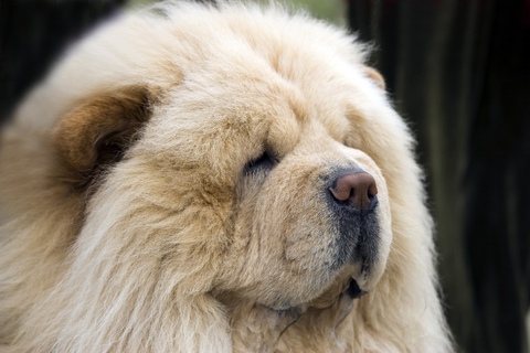 La raza de la semana: el Chow Chow