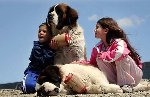 La raza de perros de la semana: el San Bernardo