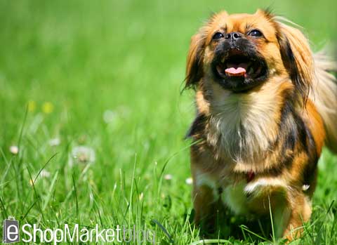 La raza de perros de la semana: el Pekinés